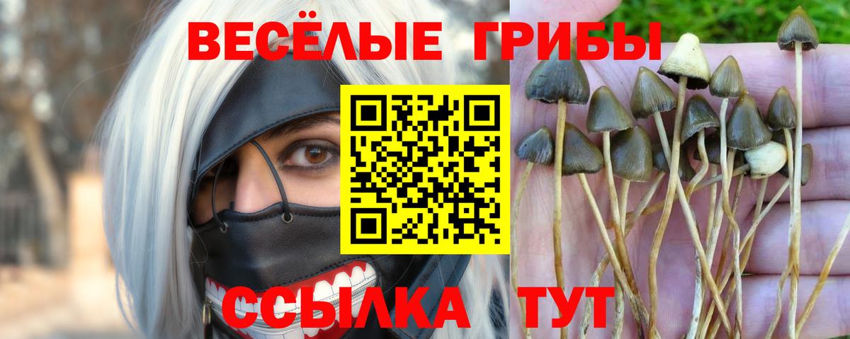 Псилоцибиновые грибы Psilocybe  Псилоцибиновые грибы мухоморы  Вход с VPN  Изобильный 
